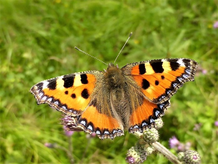 Aglais urticae Nymphalis Kleiner Fuchs Nymphalidae Edelfalter Tagfalter Schmetterlinge Bayerischer Wald Naturgarten Winterlinde Nektarsuche Spraitbach Ostalbkreis