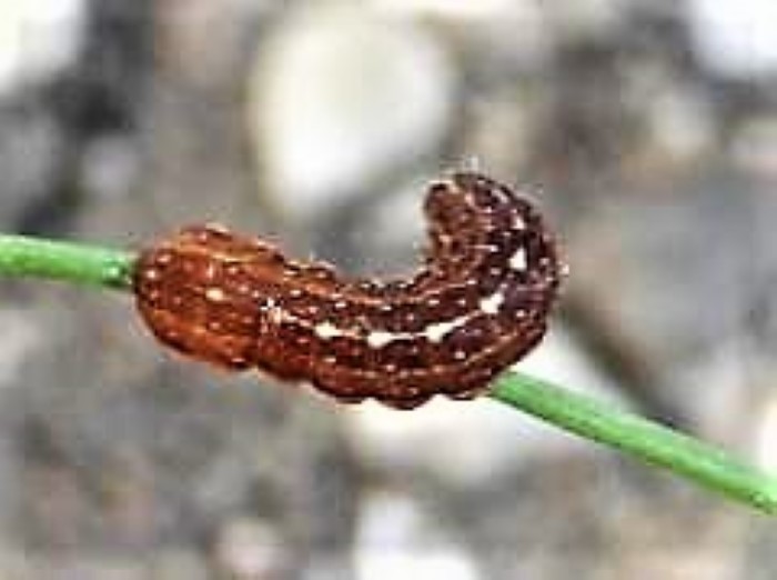 Agrochola macilenta Gelbbraune Herbsteule Raupe Spraitbach Noctuidae Lepidoptera Nachtfalter Gras Rasen Artenvielfalt Insekten nafoku Naturgarten Insektarium Krieglsteiner