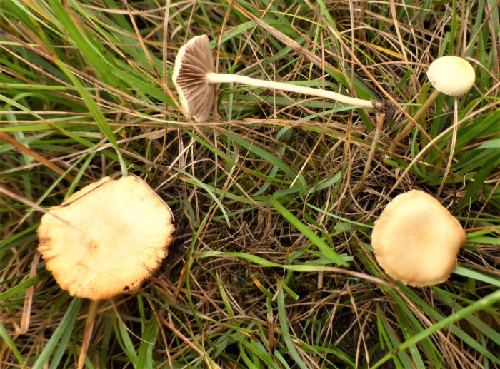 Agrocybe pediades semiorbicularis Halbkugeliger Ackerling Bolbitiaceae Agaricales Spraitbach Naturgarten Saprobiont hufig Landshut Krieglsteiner Pilzschule Schwbischer Wald