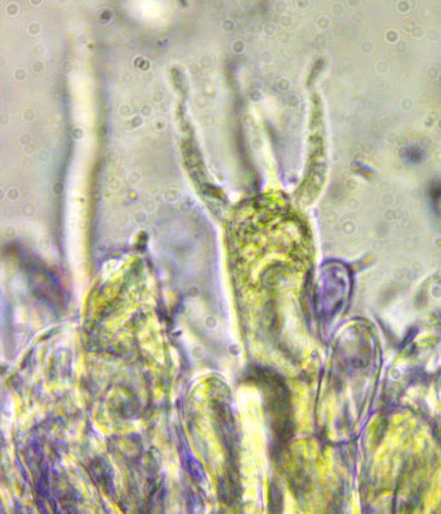 Aleurocystidiellum subcruentatum 10 Basidien 4 sporig mit Schnallen Sterigmen lang Russulales Schichtpilz Rindenpilz Mehlscheibe corticioid resupinat PInus