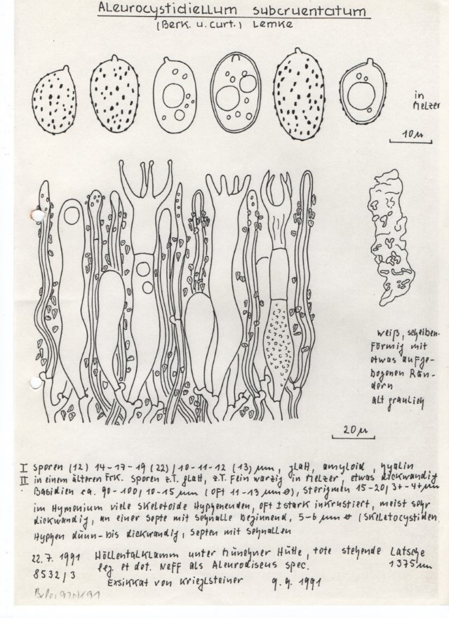 Aleurocystidiellum subcruentatum 11 Zeichnung Hanna Maser Karl Neff German J Krieglsteiner Berchtesgadener Alpen Latsche Sporen glatt Deutschland Bayern