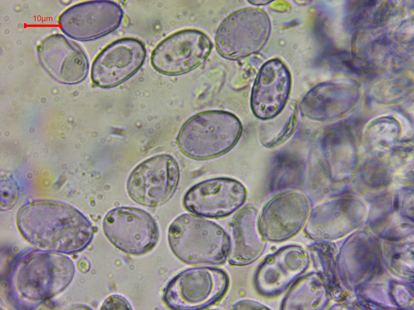 Aleurocystidiellum subcruentatum 5 Aleurodiscus scutellatus Schildfoermige Mehlscheibe Stereaceae Russulales Sporen amyloid Hohe Tatra Bergkiefer Latsche