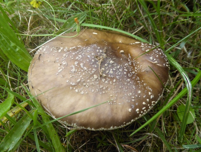 Amanita excelsa spissa Grauer Gedrungener Wulstling Pantherpilz Amanitaceae Faserblterpilze Agaricales essbar Velum universale Pilzkurse fr Anfnger Fortgeschrittene PSV Ausbildung