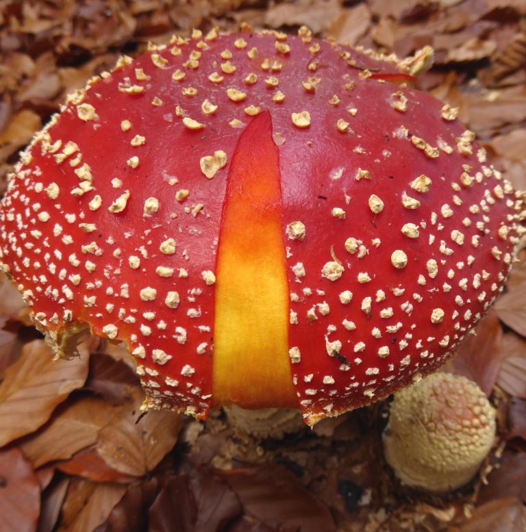 Amanita-muscaria-Fliegenpilz-Huthaut-abziehbar-Krnten-saure-Böden