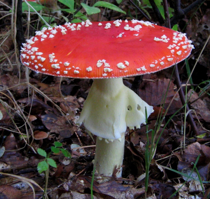 Amanita-muscaria-Fliegenpilz-Ring-Gesamthlle-Teilhlle-giftig-Muscimol