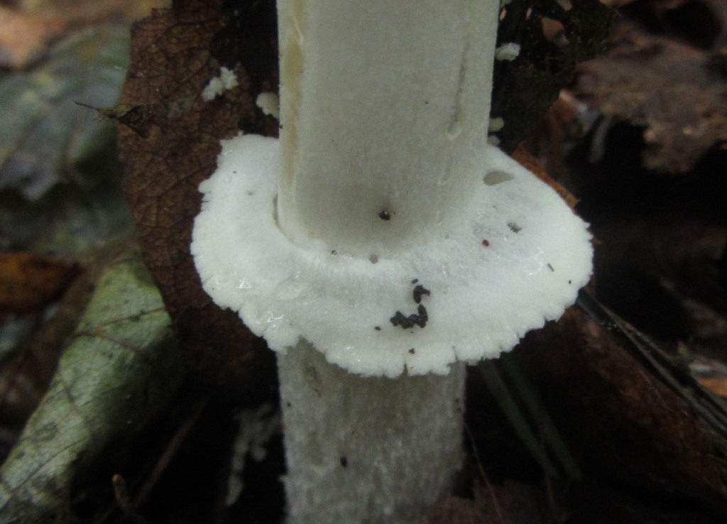 Amanita-pantherina-Pantherpilz-Ring-glatt-Mainfranken-Bayern-Teilhlle