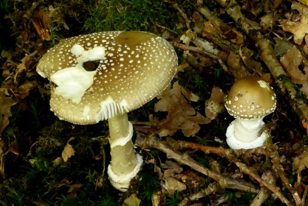 Amanita-pantherina-Pantherpilz-Ringwulst-Bergsteiger-Sckchen-Eifel