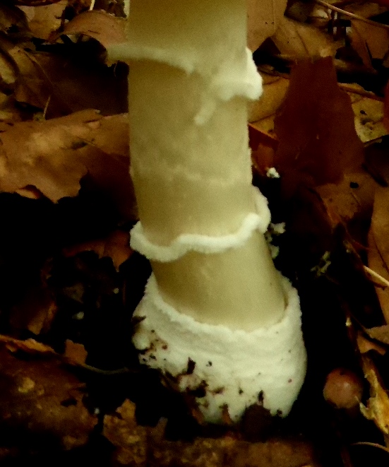 Amanita-pantherina-Pantherpilz-Ringwulst-Bergsteigersckchen-Ring-Gesamthlle-Teilhlle