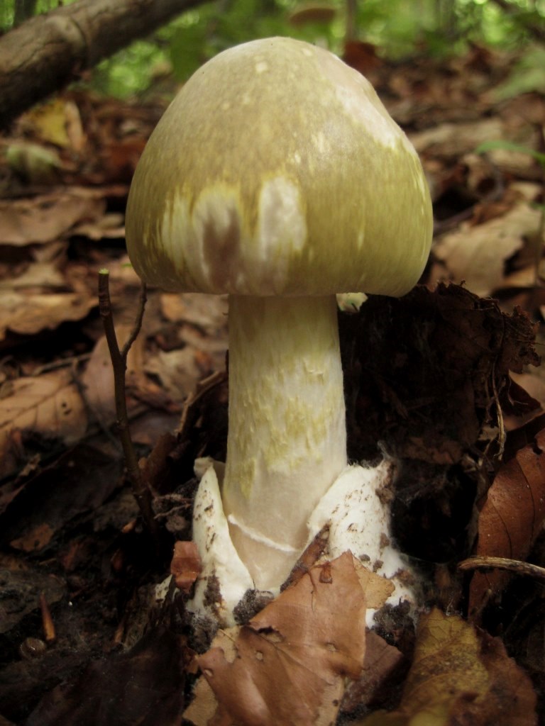 Amanita-phalloides-Grner-Knollenbltterpilz-Volva-Scheide-eingewachsen-faserig