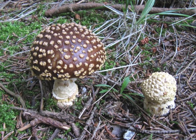 Amanita-regalis-2-Königs-Fliegenpilz-Bayerischer-Wald-Bayern-giftig