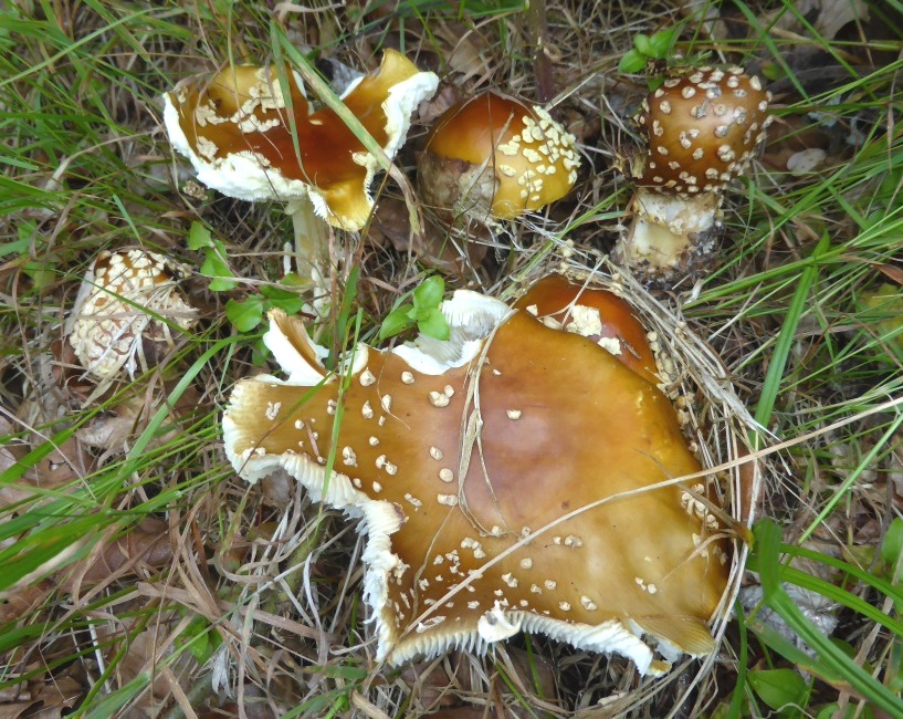 Amanita-regalis-Königs-Fliegenpilz-Bayerischer-Wald-Bayern-giftig