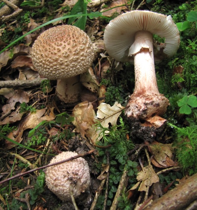 Amanita-rubescens-Perlpilz-Ring-gestreift-Schwbischer-Wald-Baden-Württemberg-Stuttgart