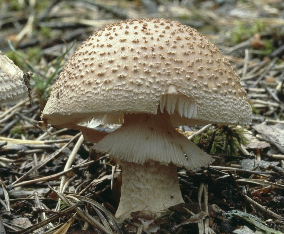 Amanita-rubescens-Perlpilz-Rötender-Wulstling-Ring-gerieft