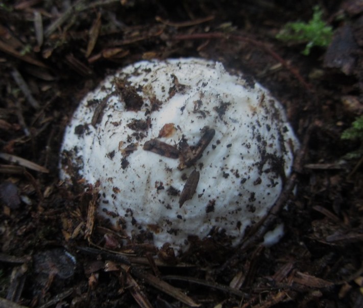 Amanita-virosa-Ei-Gesamthülle-Schwbischer-Wald-tdlich-giftig