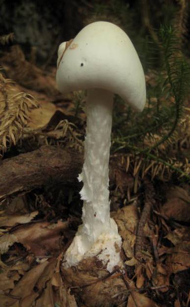 Amanita-virosa-Kegelhtiger-Knollenbltterpilz-Stiel-genattert-Volva