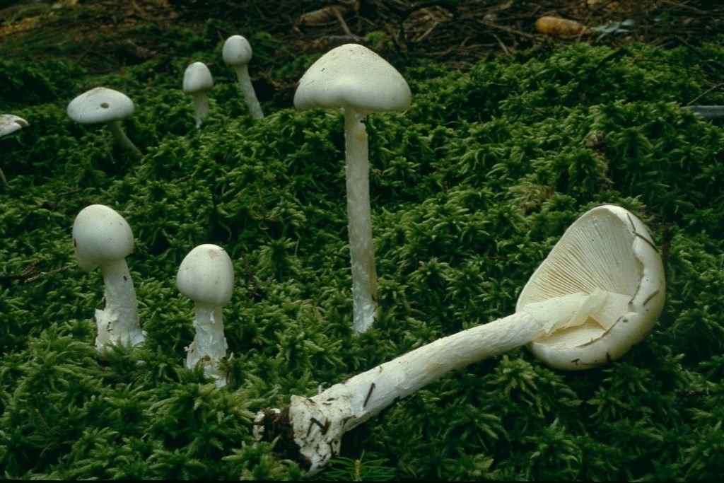 Amanita-virosa-destroying-angel-Kegelhütiger-Knollenbltterpilz-Amatoxine-tdlich-giftig