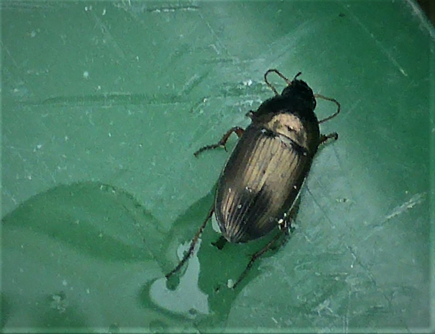 Amara familiaris Kanallufer Gelbbeiniger Wasserfass Spraitbach Brunnenweg nafoku 