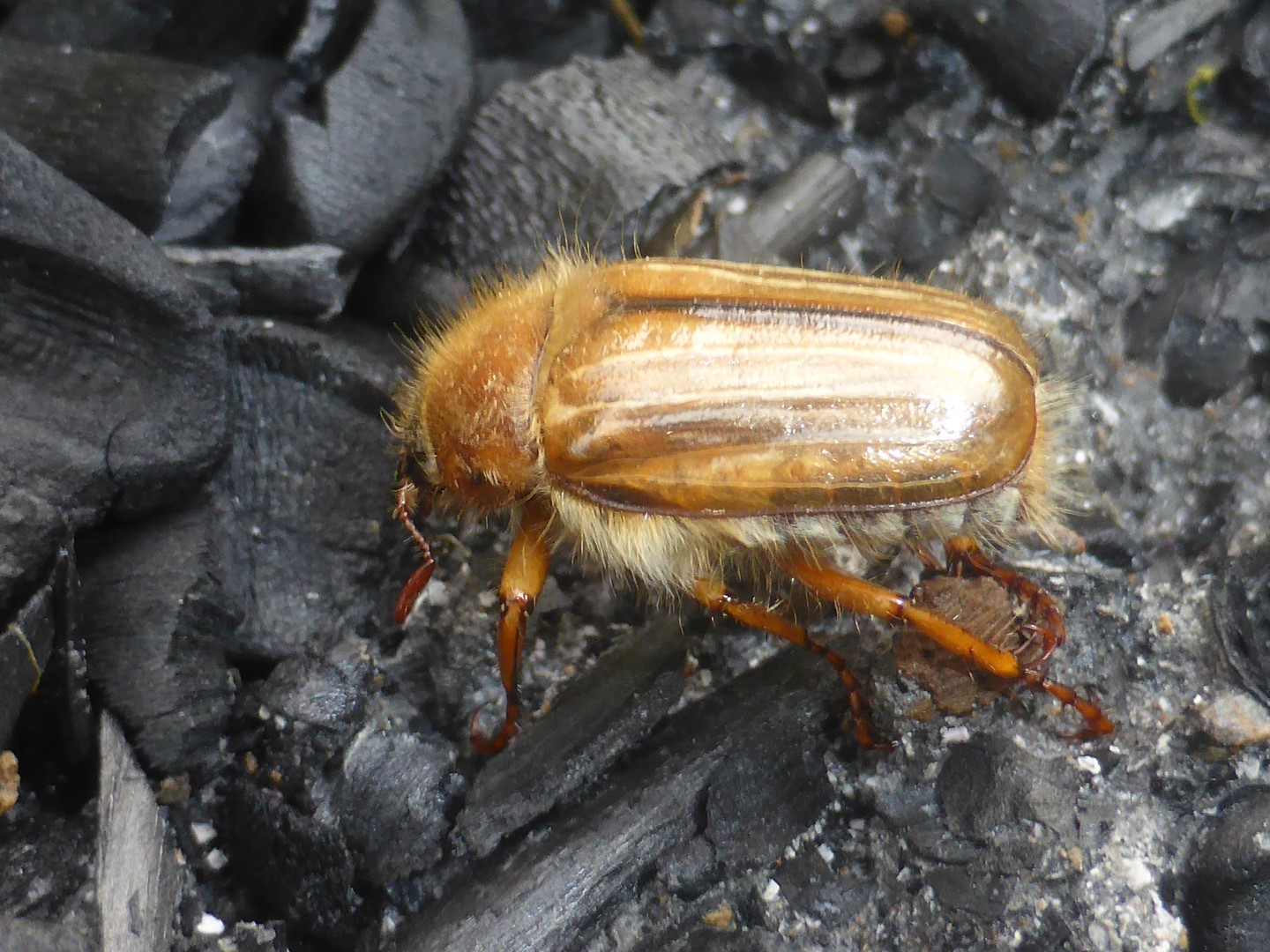 Amphimallon solstitiale Brachkaefer Gerippter Junikaefer Spraitbach Nussbaum Kirschbaum Artenvielfalt Biodiversitaet