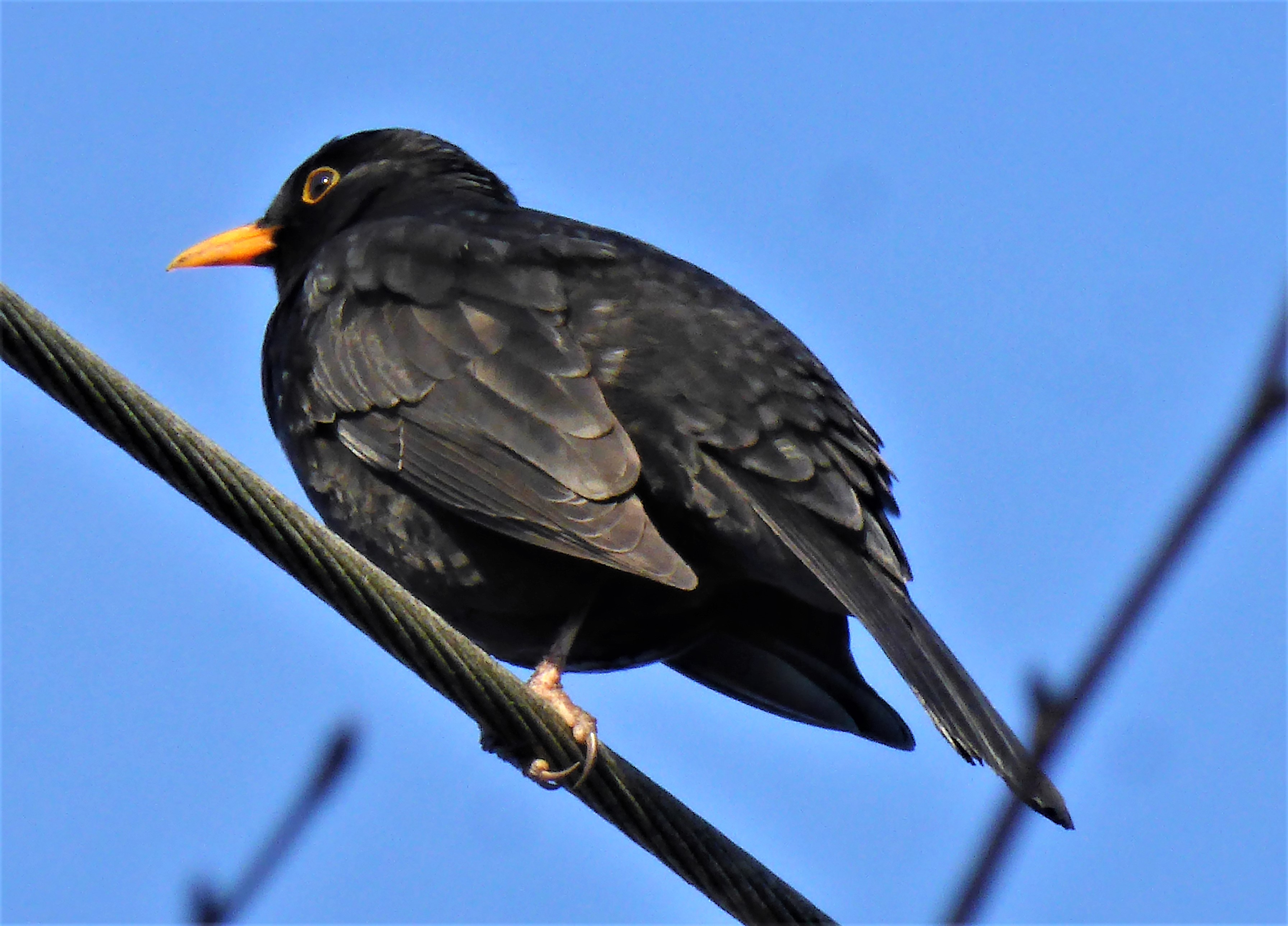 Amsel Schwarzdrossel Turdus merula Drosseln Turdidae Rosinen Regenwuermer Singvogel Stromleitung Durlangen Spraitbach Katharina Krieglsteiner Pilzexpertin PilzCoach Pilzschule Schwaebischer Wald