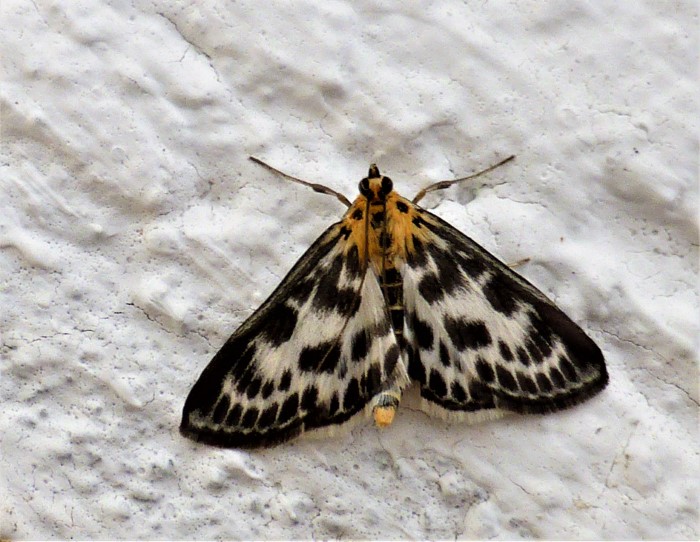 Anania hortulata Brennnessel Zuensler Grosse Urtica dioica Pyralidae Lepidoptera Schmetterlinge Brombeere Naturgarten Artenvielfalt Insektarium Lebensraum Rueckzugsgebiet Lebewesen