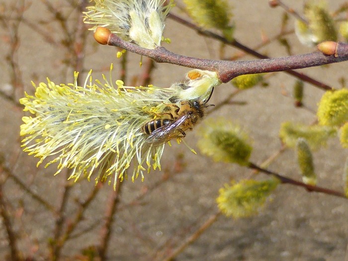 Andrena flavipes m Gewoehnliche Binden Sandbiene Salix caprea Salweide Krieglsteiner Spraitbach Naturgarten Hautfluegler Fruehling Ostalbkreis Baden Wuerttemberg Schwaebisch Fraenkischer Wald