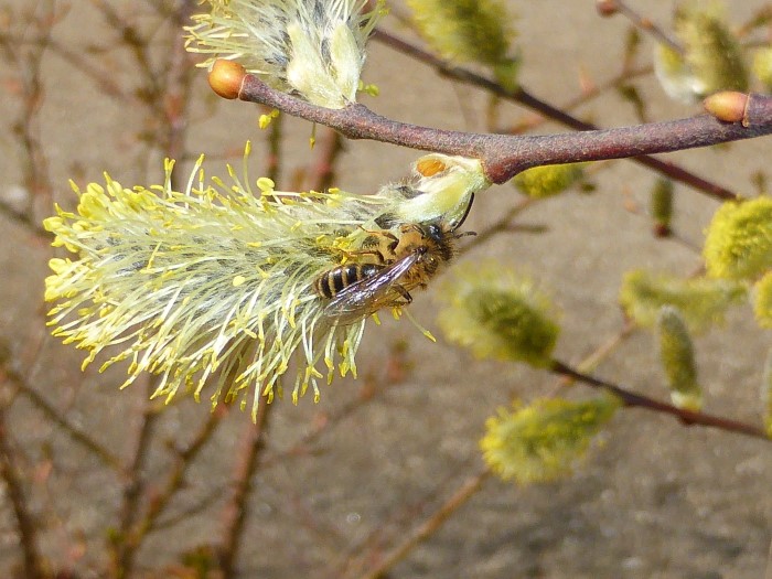 Andrena flavipes m Gewoehnliche Binden Sandbiene Salix caprea Salweide Krieglsteiner Spraitbach Naturgarten Hautfluegler Fruehling Ostalbkreis Baden Wuerttemberg Schwaebisch Fraenkischer Wald