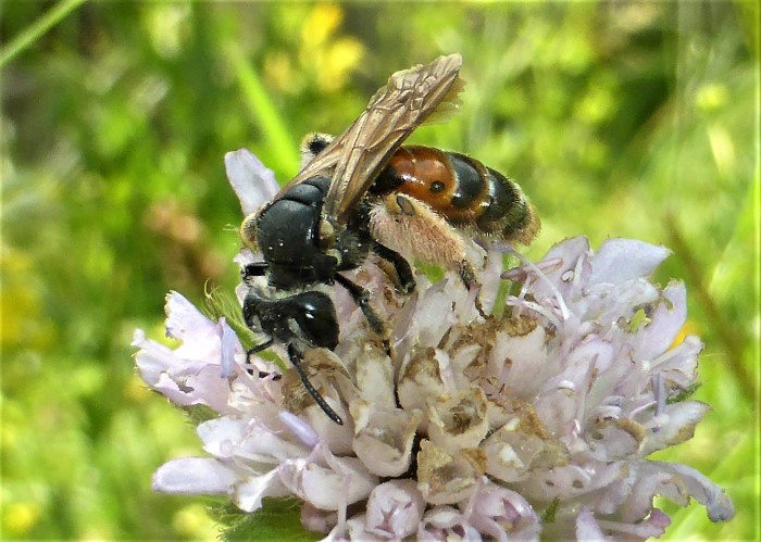 Andrena hattorfiana Knautien Sandbiene Knautia arvensis Acker Witwenblume Spraitbach Insektenwelt Hymenoptera Apidae Frischwiesenbeet nafoku Krieglsteiner Rote Liste