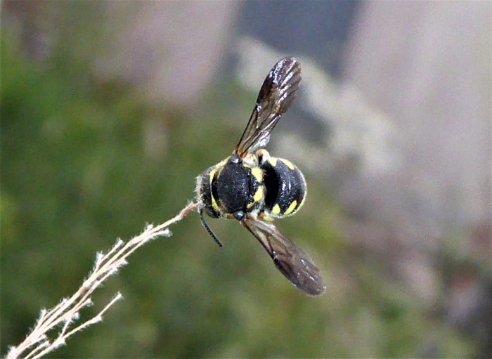 Anthidium manicatum Grosse Wollbiene Garten Spraitbach Megachilidae Apoidea Apiformes Hymenoptera Insektenwelt nafoku Krieglsteiner Naturgarten