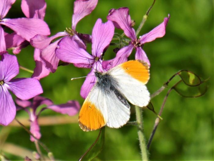 Anthocharis cardamines Aurorafalter Weisslinge Pieridae Lepidoptera Tagfalter Brassicaceae Kreuzbluetler Schaumkraut Hesperis matronalis Nachtviole Schwaebische Alb Ostalbkreis