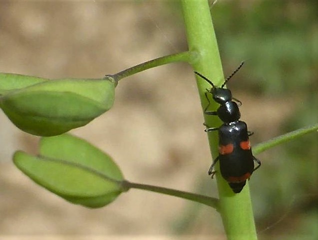 Anthocomus fasciatus Gebaenderter Warzenkaefer Zipfelkaefer Malachiidae Thlaspi perfoliatum Spraitbach Brunnenweg nafoku