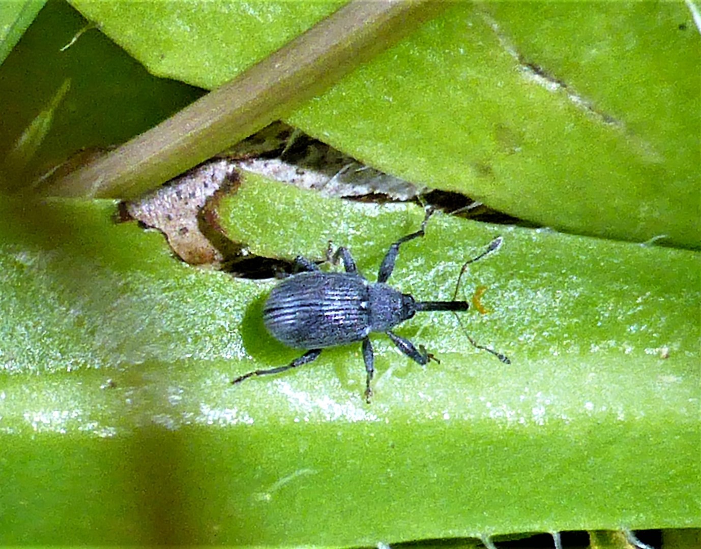 Anthonomus rubi Bluetenstecher Erdbeer Ruesselkaefer Curculionidae Spraitbach Brunnenweg