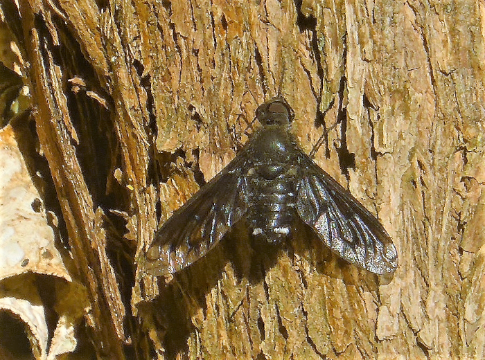 Anthrax anthrax Trauerschweber Wollschweber Bombyliidae Diptera Zweifluegler Spraitbach Flieder Naturgarten Biodiversitaet ohne Gift und Duenger