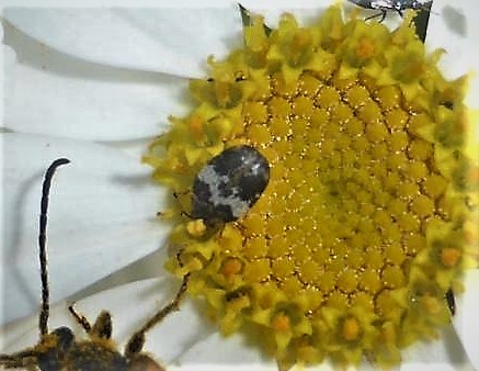 Anthrenus pimpinellae Bibernellen Bluetenkaefer Speckkaefer Dermestidae Spraitbach Tanacetum corymbosum nafoku