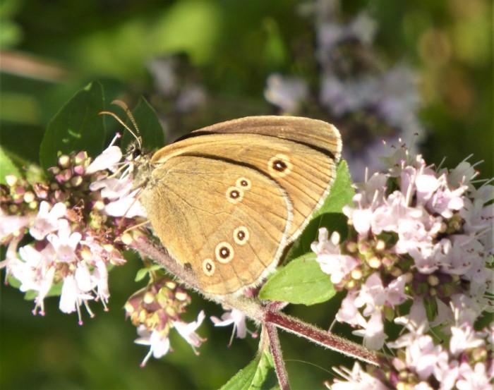 Aphantopus hyperantus Brauner Waldvogel Gemeiner Dost Origanum vulgare Spraitbach Lepidoptera Schmetterlinge Tagfalter Nektar lebendiger Garten Artenvielfalt Schwaebischer Wald