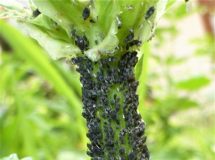 Aphis Blattlaeuse Pleurospermum austriacum Rippensame Spraitbach Apiaceae Sternorhyncha Pflanzenlaus Schaedlinge Artenvielfalt Wirtschaften ohne Gift und Duenger