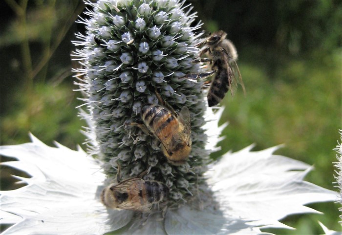 Apis mellifera Honigbiene Apoidea Apidae Hymenoptera Mannstreu Naturgarten Artenvielfalt Bestaeubung Nuetzling keine Pestizide Biodiversitaet