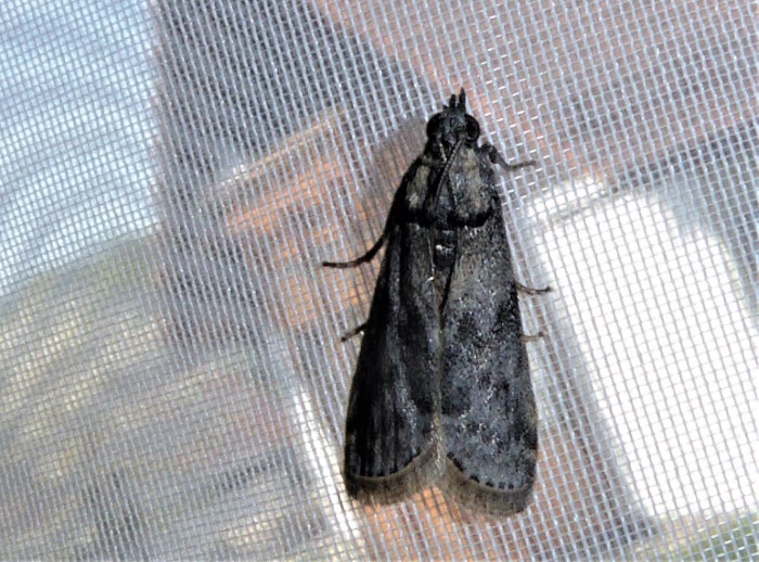 Apomyelois ceratoniae Johannisbrotmotte Ceratonia siliqua Spraitbach Portugal Algarve Pyralidae Znsler Lepidoptera Kleinschmetterlinge nafoku Krieglsteiner