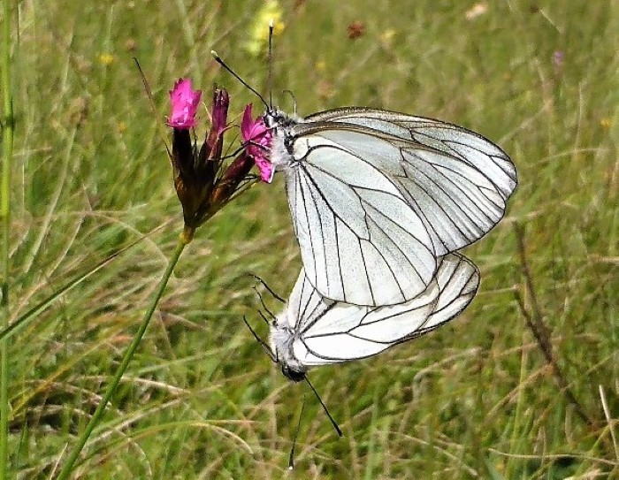 Aporia crataegi Baumweissling Pieridae Lepidoptera Tagfalter Schmetterlinge Kroatien Karthaeuser Nelke Dianthus carthusianorum Artenvielfalt ohne Gift ohne Duenger Naturgarten Insektarium