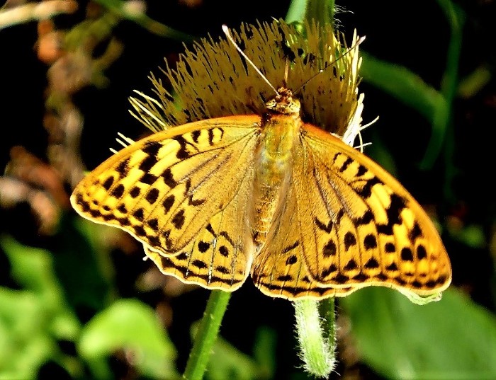 Argynnis paphia Kaisermantel Perlmutterfalter Edelfalter Schmetterlinge Tagfalter Lepidoptera Naturgarten Artenvielfalt Krieglsteiner Pilzschule Schwaebischer Wald