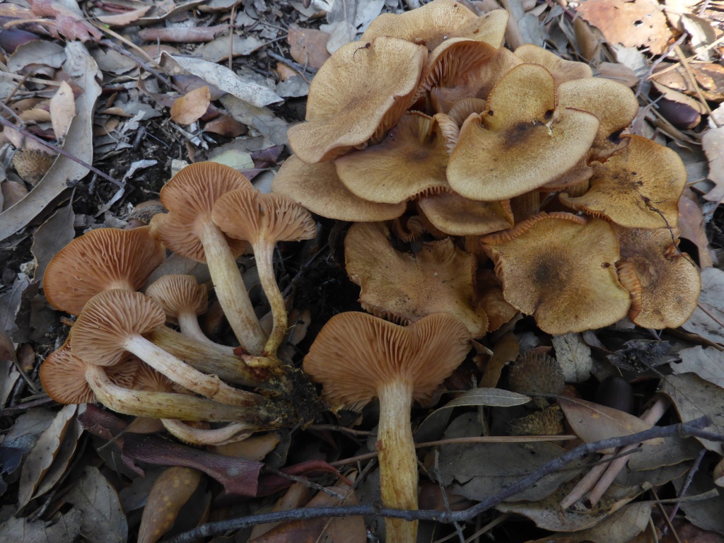 Armillaria-tabescens-Ringloser-Hallimasch-Speisepilz-cogumelo-Portugal-Algarve