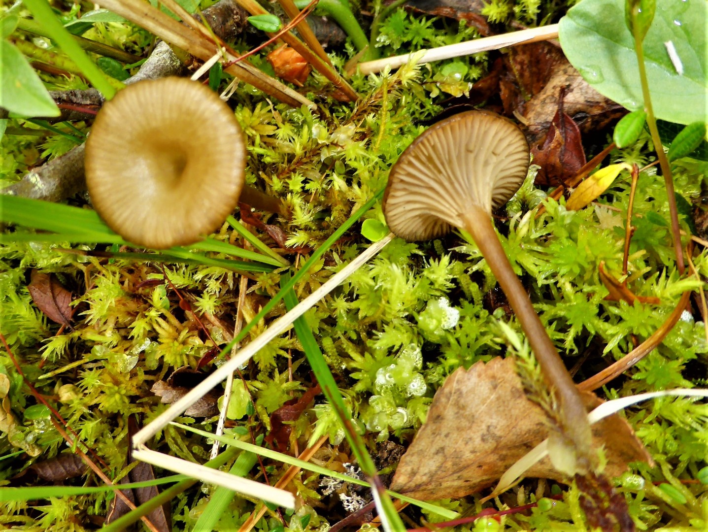 Arrhenia oniscus Glatter Moor Nabeling Omphalina philonotis gerardiana sphagnicola Sphagnum Moore Norwegen Nationalpark Lomsdal Visten Krieglsteiner