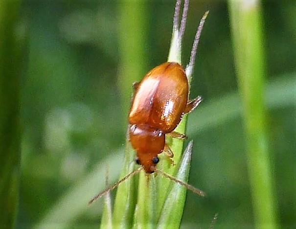 Asiorestia transversa Neocrepidodera Kohldistel Flohkaefer Blattkaefer Chrysomelidae Lolium perenne Spraitbach nafoku