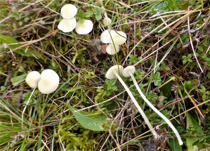 Atheniella flavoalba Mycena Gelblichweisser Helmling Schwbisch Gmnd Lindenfeld Magerwiese Spraitbach pilzkunde Pilzschule Schwbischer Wald Saprobiont Krieglsteiner Ostalbkreis Baden Wrttemberg