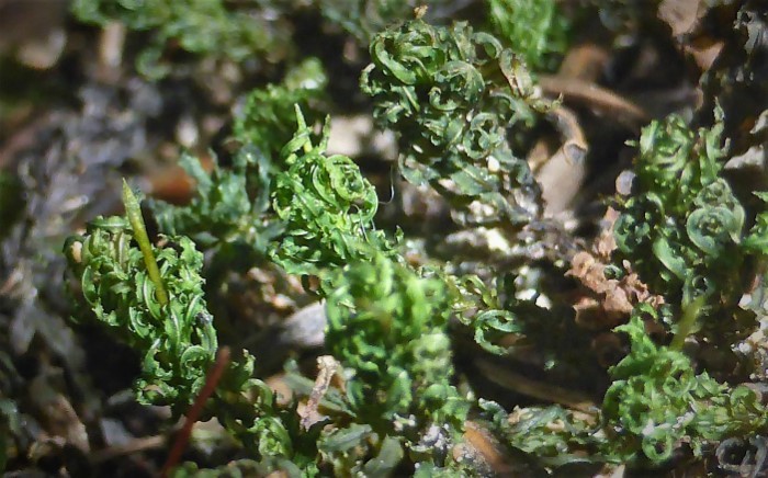 Atrichum undulatum Catharinaea Welliges Katharinenmoos Blaetter feucht sternfoermig trocken gekraeuselt Doppelgaenger Schoenes Widertonmoos Polytrichum formosum basenreiche Standorte Mooskurs