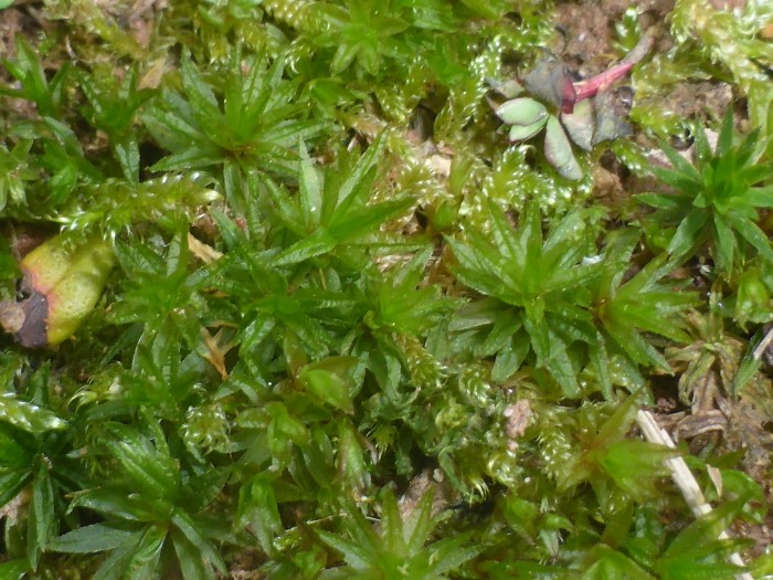 Atrichum undulatum Catharinaea Welliges Katharinenmoos Blaetter feucht sternfoermig trocken gekraeuselt Doppelgaenger Schoenes Widertonmoos Polytrichum formosum basenreiche Standorte Waldbodenmoo