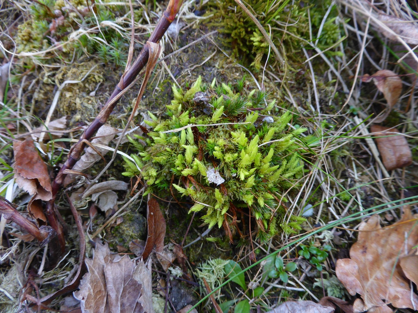 Aulacomnium palustre Sumpf Streifensternmoos Heidebeet Niedermoor saure Sumpfwiesen Torfmoos naehrstoffarm zurueckgehend Mooskurs PIlzschule Schwaebischer Wald 2