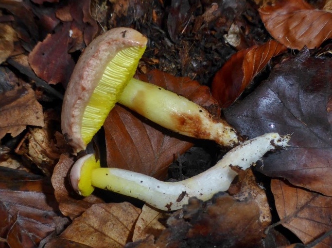 Aureoboletus gentilis Bayern Regensburg Kallmuenz Jura Pilzkurs Pilzschule Schwaebischer Wald Mykorrhiza Buche Kalk