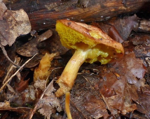 Aureoboletus gentilis Goldporiger Roehrling Nordrhein Westfalen Eifel Nationalpark Kermeter Rote Liste