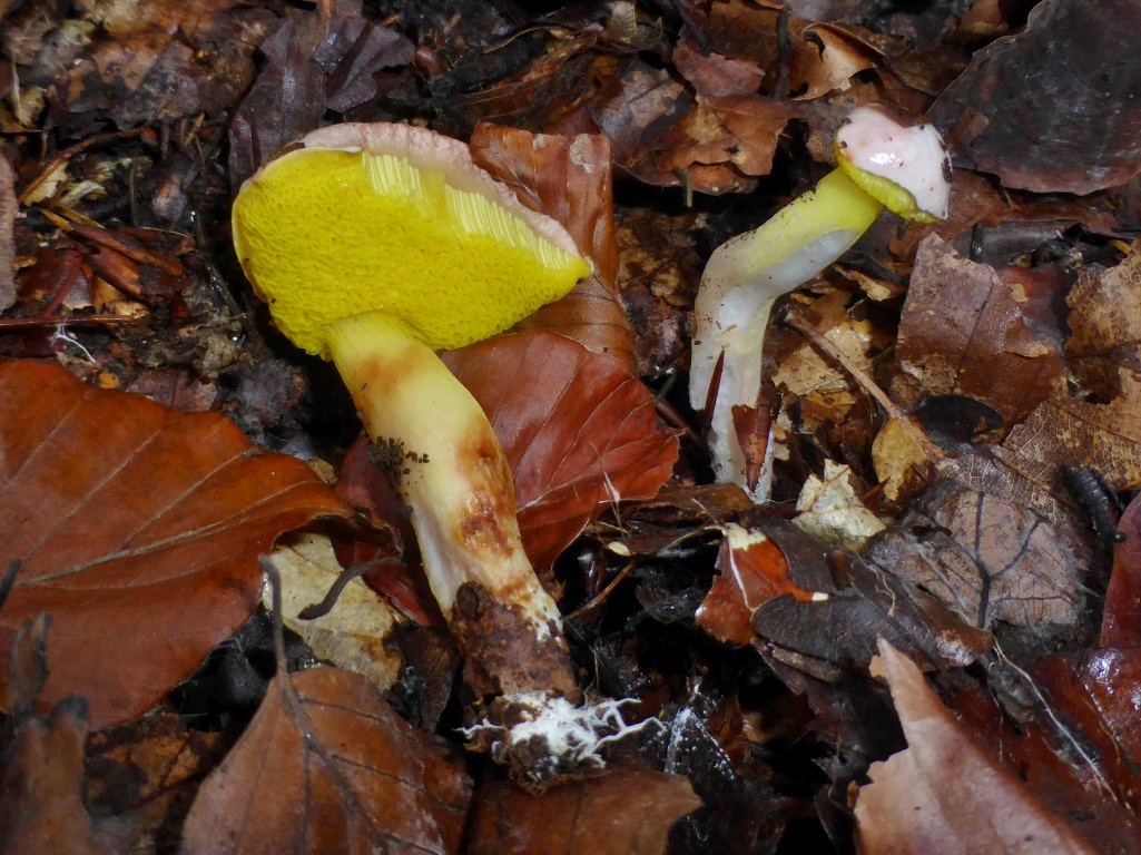 Aureoboletus gentilis Pulveroboletus cramesinus Goldporiger Roehrling Bayern Pilzkurs Regenstauf Regensburg Fraenkischer Jura