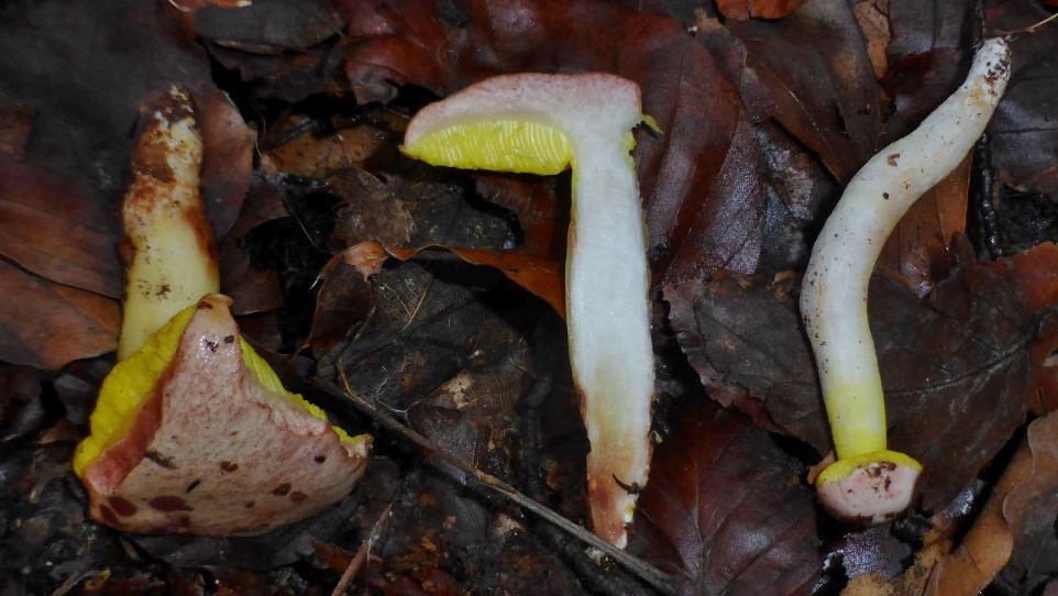 Aureoboletus gentilis Pulveroboletus cramesinus Goldporiger Roehrling Bayern Pilzkurs Regenstauf Regensburg Fraenkischer Jura